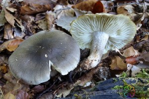 Tricholoma saponaceum (2)